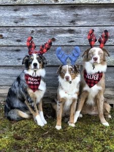 Pet Insurance Provides Safety During the Holidays