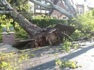 tree falling on house causing loss claim to homeowners insurance policy