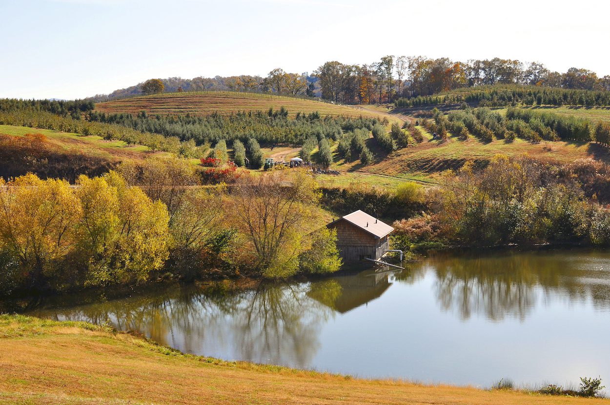 Landscape of Mercier Orchards, a working apple farm situated on a picturesque lake in the foothills of the Appalachian mountains
